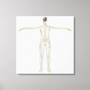 Medizinische Illustration des menschlichen Leinwanddruck