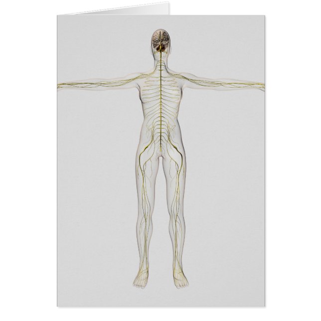 Medizinische Illustration des menschlichen Nervens (Vorne)