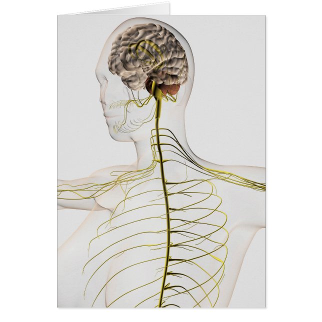 Medizinische Illustration des menschlichen Nervens (Vorne)