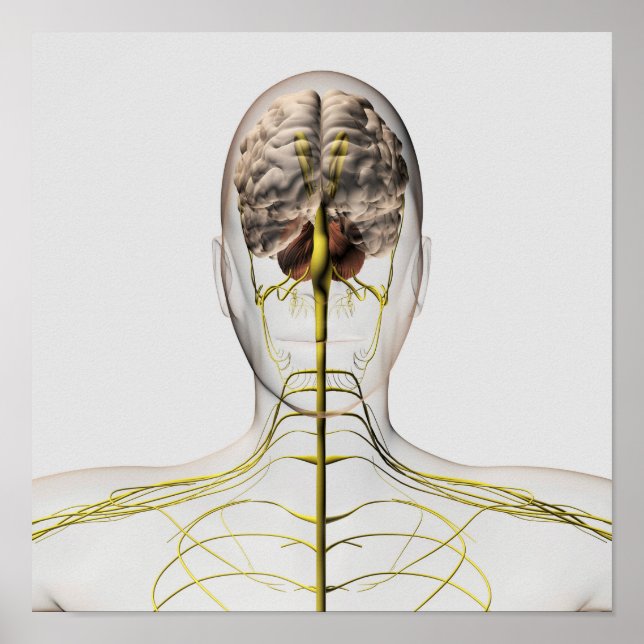 Medizinische Illustration des menschlichen Nervens Poster (Vorne)