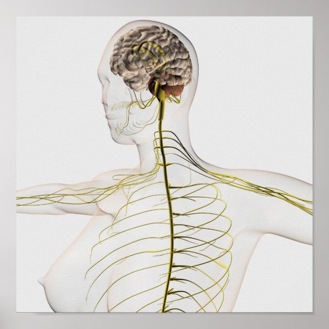 Medizinische Illustration des menschlichen Nervens Poster (Vorne)