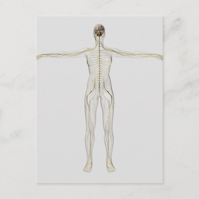 Medizinische Illustration des menschlichen Nervens Postkarte (Vorderseite)