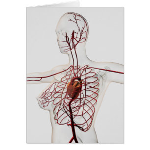 Medizinische Illustration des weiblichen