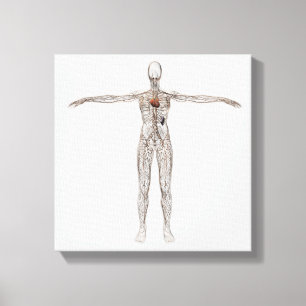 Medizinische Illustration des weiblichen Leinwanddruck