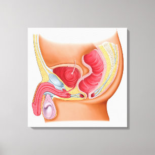 Medizinische Illustration einer Rectourethral Leinwanddruck