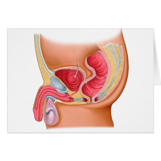 Medizinische Illustration eines rektourethralen Fi (Vorderseite (Horizontal))