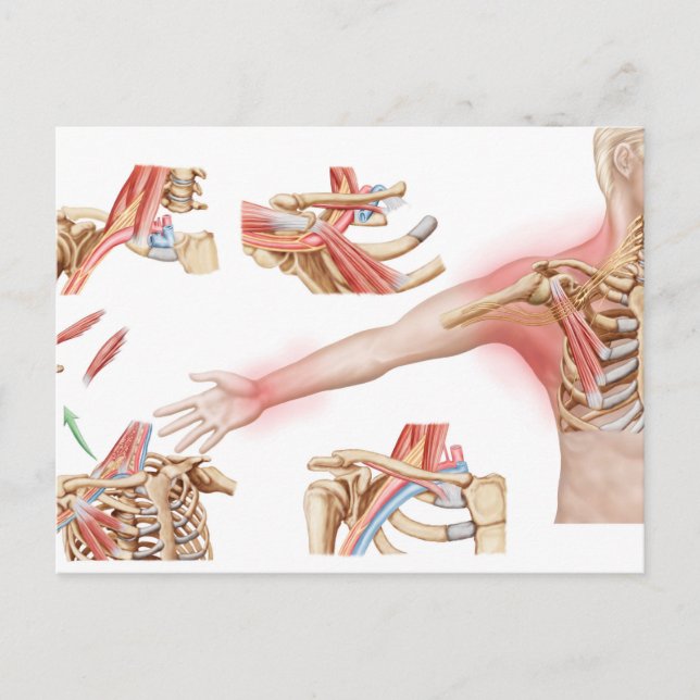 Medizinische Illustration im Detail Thorakische Ou Postkarte (Vorderseite)