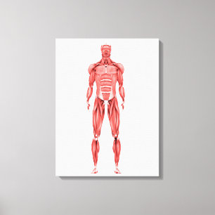 Medizinische Illustration männlichen muskulösen Leinwanddruck