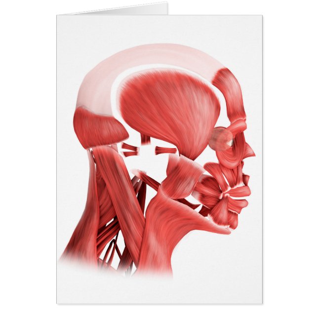 Medizinische Illustration männlicher Gesichtsmuske (Vorne)
