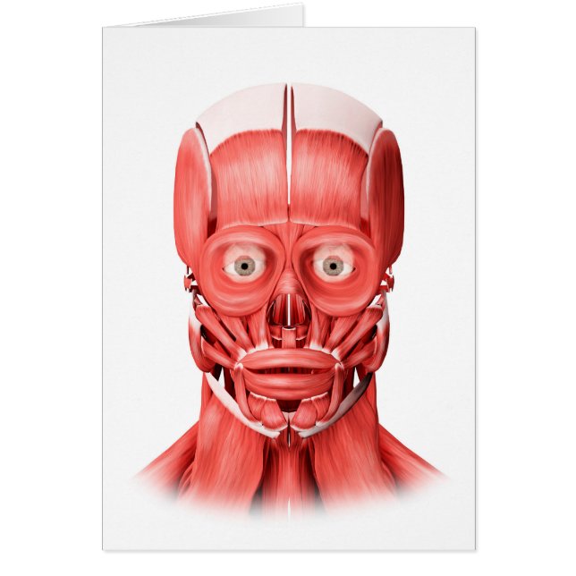 Medizinische Illustration männlicher Gesichtsmuske (Vorne)