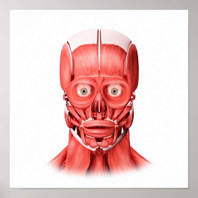 Medizinische Illustration männlicher Gesichtsmuske Poster (Vorne)