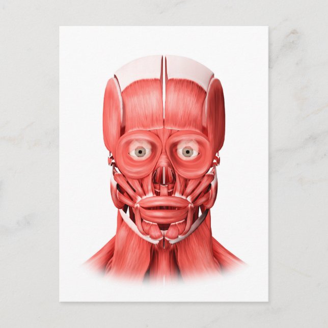 Medizinische Illustration männlicher Gesichtsmuske Postkarte (Vorderseite)