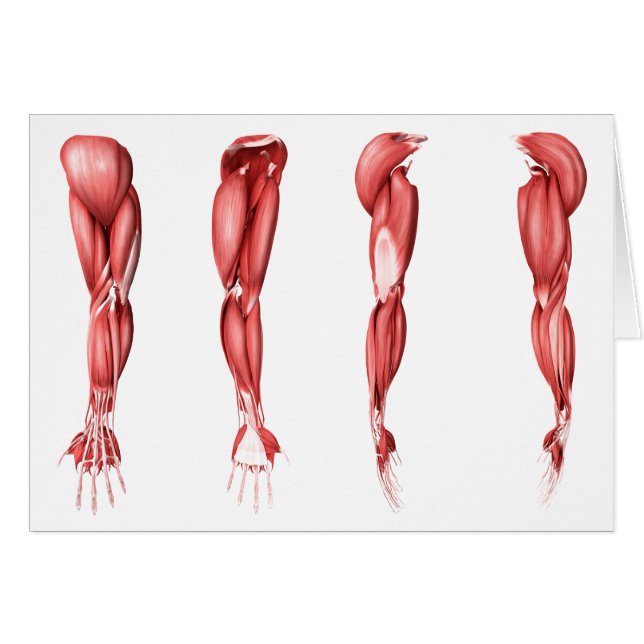 Medizinische Illustration menschlicher Armmuskeln (Vorderseite (Horizontal))