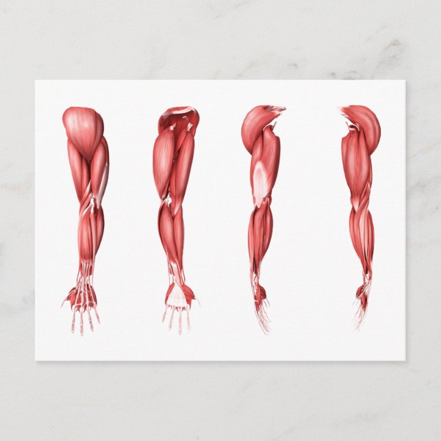Medizinische Illustration menschlicher Armmuskeln Postkarte (Vorderseite)