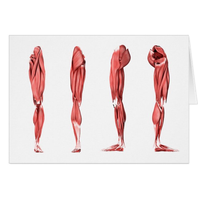 Medizinische Illustration menschlicher Lungenmuske (Vorderseite (Horizontal))