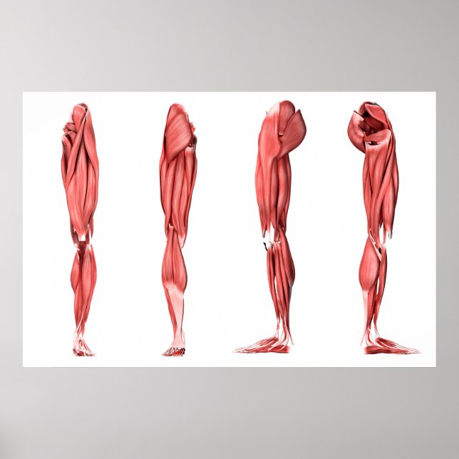 Medizinische Illustration menschlicher Lungenmuske Poster (Vorne)
