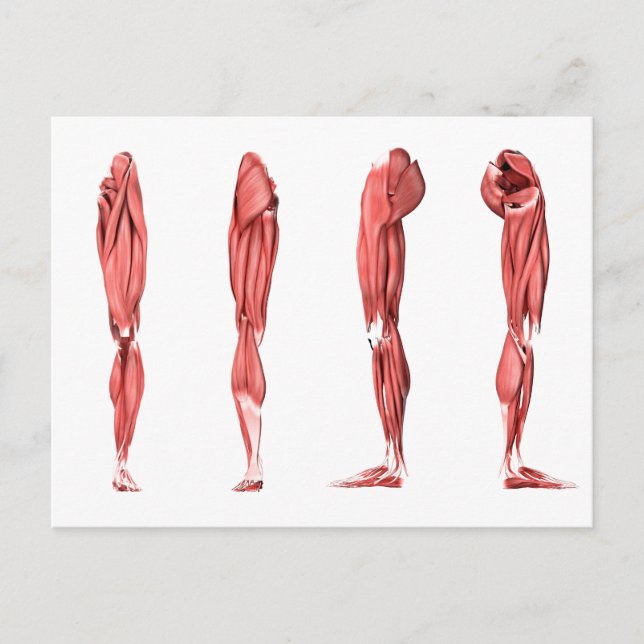 Medizinische Illustration menschlicher Lungenmuske Postkarte (Vorderseite)