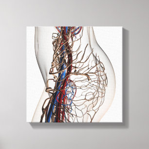 Medizinische Illustration von Arterien 2 Leinwanddruck