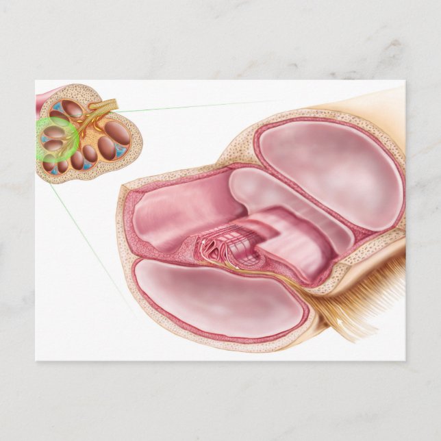 Medizinische Illustration von Endolymph Postkarte (Vorderseite)