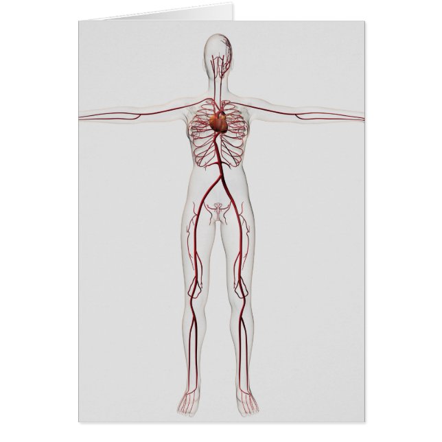 Medizinische Illustration: Weibliches Kreislaufsys (Vorne)
