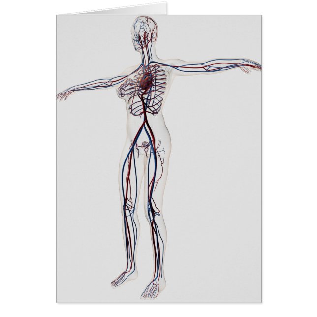 Medizinische Illustration: Weibliches Kreislaufsys (Vorne)