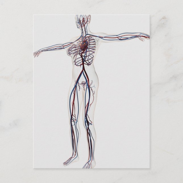 Medizinische Illustration: Weibliches Kreislaufsys Postkarte (Vorderseite)