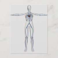 Medizinische Illustration: Weibliches Kreislaufsys
