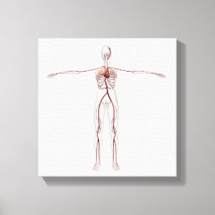 Medizinische Illustration: Weibliches Leinwanddruck