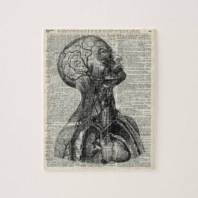 Medizinische menschliche Anatomie (Vertikal)