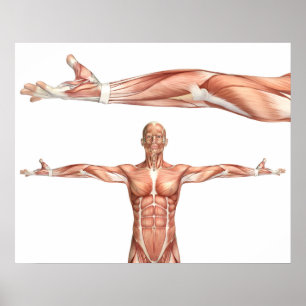 medizinische Zahl, die Ellbogensupination zeigt Poster