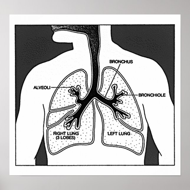 Medizinisches Diagramm der menschlichen Lungen Poster (Vorne)