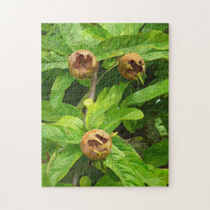 MEDLAR OBST