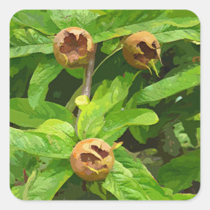 MEDLAR OBST QUADRATISCHER AUFKLEBER