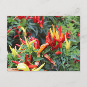 Medusa Pepper Postcard Postkarte