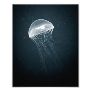 Méduse éclatante   Photographie sous-marine