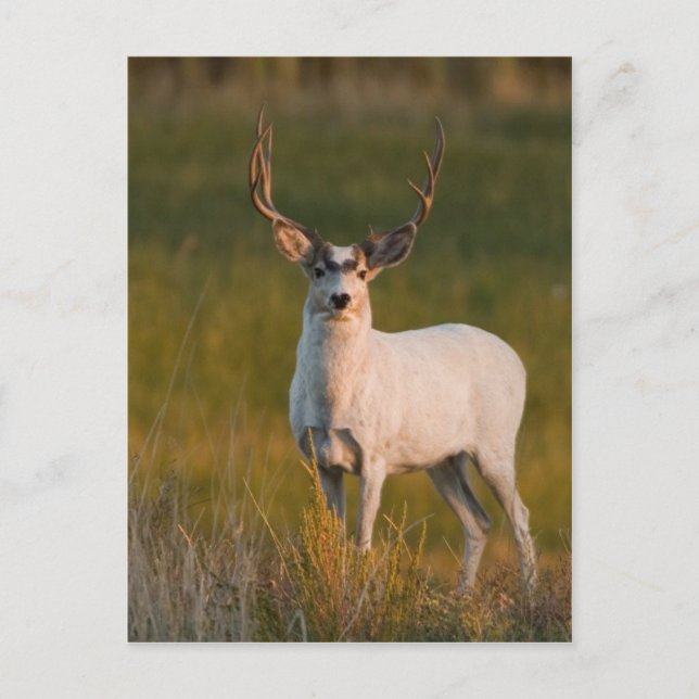 Meeker's White Buck 2 Postkarte (Vorderseite)