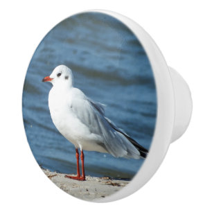 Meer, Wasser, Möwen, Vögel, Reisen, Blau, Himmel, Keramikknauf