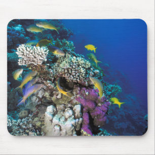 Meerbarben-Schwarm um kleine Koralle Mousepad
