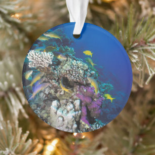 Meerbarben Schwarm um kleines Korallenriff Ornament