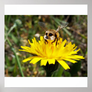 Meerbee Plakat