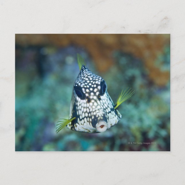 Meerblick (Lactophrys) Postkarte (Vorderseite)