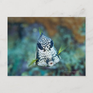 Meerblick (Lactophrys) Postkarte