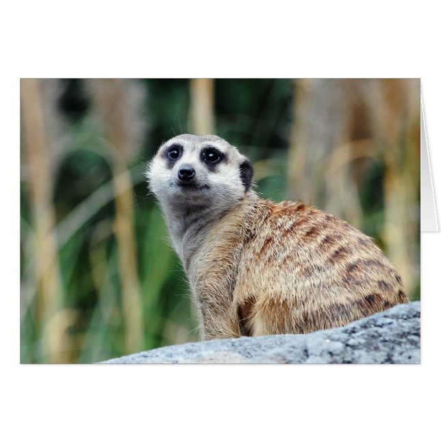 Meercat Card (Vorderseite (Horizontal))
