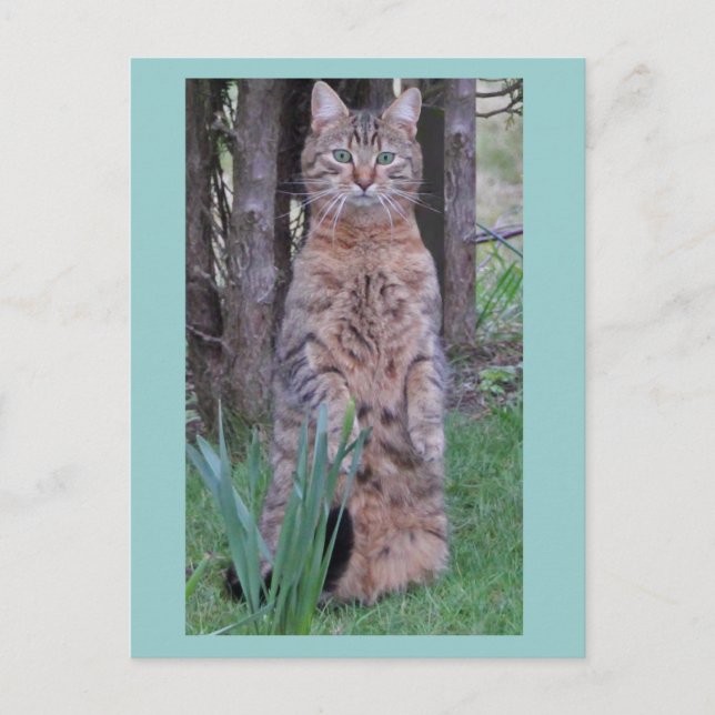 Meercat Cat Postcard Postkarte (Vorderseite)