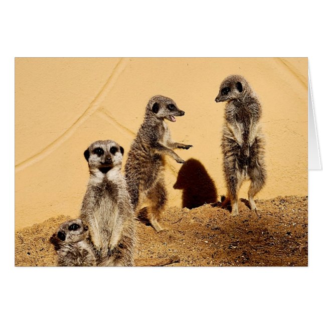 Meercat Chat Card (Vorderseite (Horizontal))