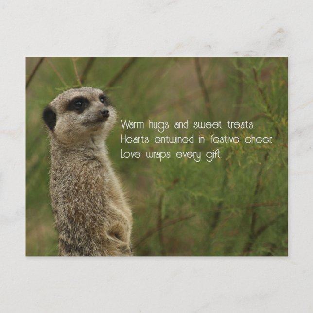 Meercat Haiku Holiday Post Card Feiertagspostkarte (Vorderseite)