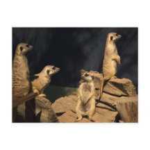 Meercat