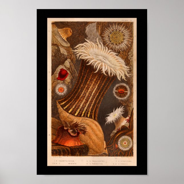 Meeresanemone Farbe Meeresleben Druck Poster (Vorne)