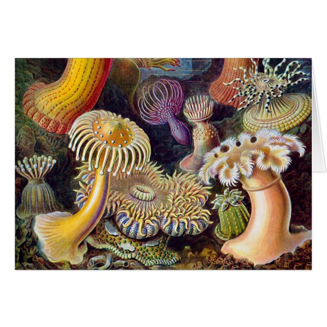 Meeresanemone Wissenschaftlicher Natur (Vorderseite (Horizontal))