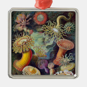 Meeresanemone Wissenschaftlicher Natur Ornament Aus Metall